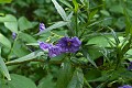 Purple Nightshade (Solanum xanti) 