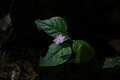 Pacific Starflower (Trientalis latifolia)