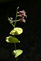 Mountain Jewel Flower (Streptanthus tortuosus v. orbiculatus)