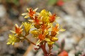 Pacific Stonecrop (Sedum spathulifolium)