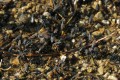 Alkali flies (Ephydra hians)