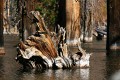 Dead trees in beaver pond