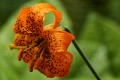 Tiger Lily (Lilium columbianum)