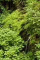 James Irvine Trail - hidden falls