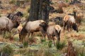 Roosevelt Elk (Cervus canadensis roosevelti) near Forks, WA