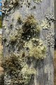 Lichens on fencepost