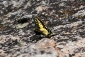 Anise Swallowtail butterfly (Papilio zelicaon)