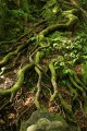Mossy tree roots