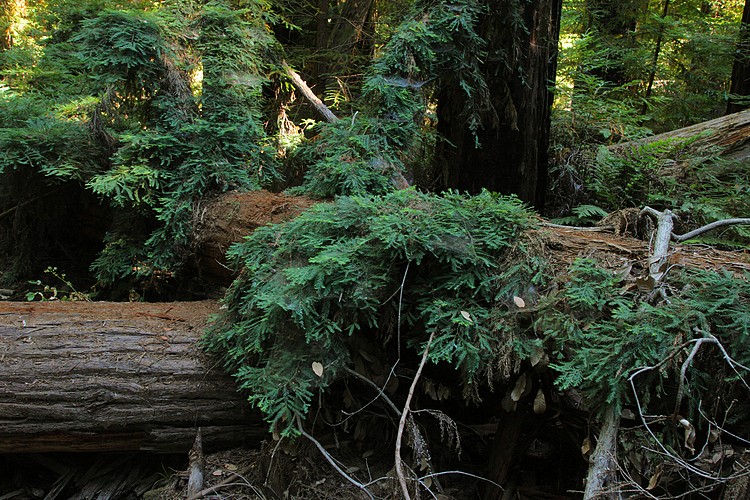Redwood sprouts on fallen tree