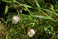 Globe lilies