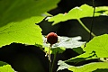 Western thimbleberry