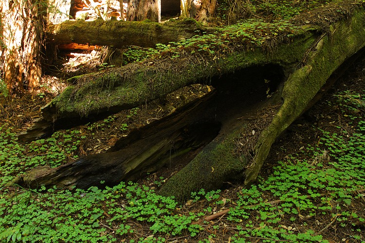 Ancient redwood log