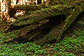Ancient redwood log