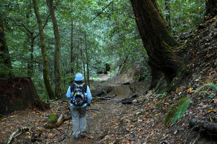 Diane walks El Corte de Madera Creek Trail