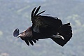 California condor #463 (hatched April 2, 2008)