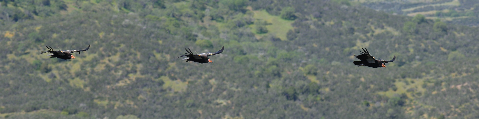 Condor flight sequence