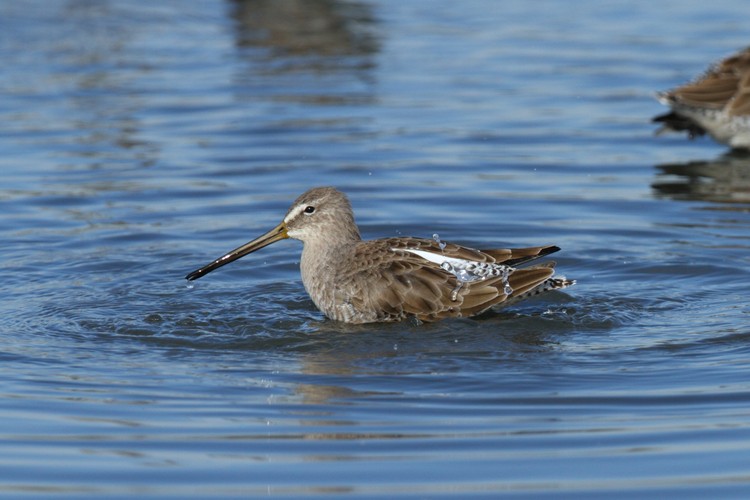 Dowitcher bathing