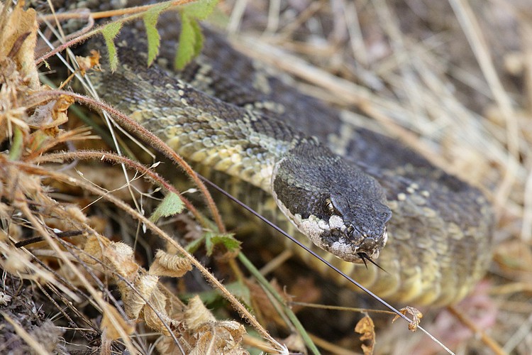 Snake #2 - Northern Pacific Rattlesnake (Crotalus oreganus oreganus)