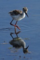 Black-necked Stilt (chick)