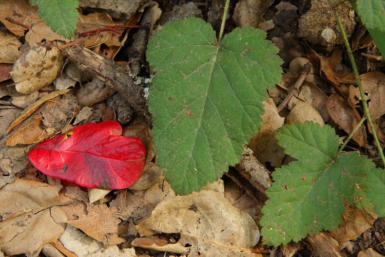 Poison oak leaf