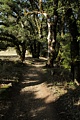Ancient Oaks Trail