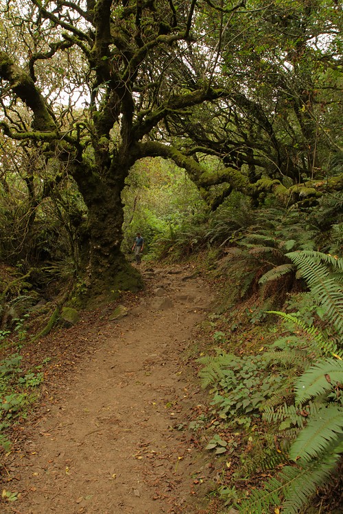 Dipsea Trail