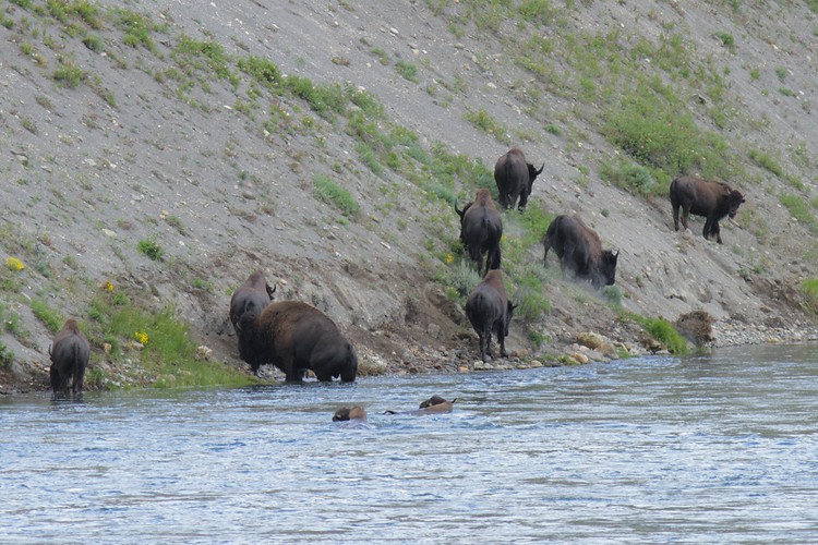 Bison - Yellowstone River
