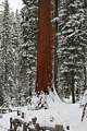 Giant Sequoia (Sequoiadendron giganteum)
