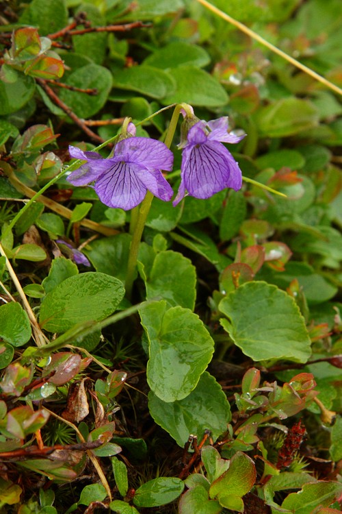 Alaska Violet