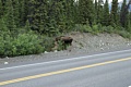 Moose on the Parks Highway