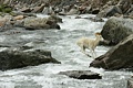 Dall sheep crossing the Savage River