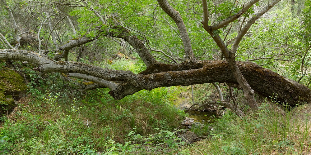 Tree over West Fork Chalone Creek
