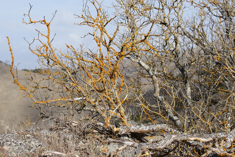 Lichen on branches