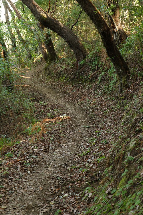 Razorback Ridge Trail