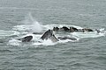 Humpbacks - bubble net feeding