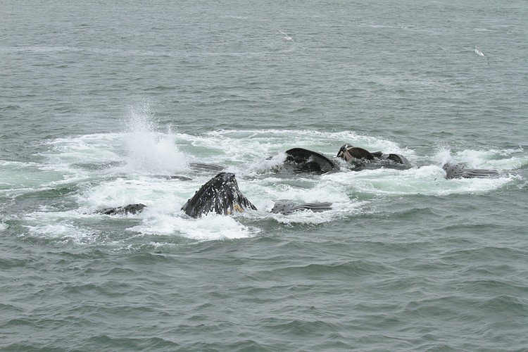 Humpbacks - bubble net feeding