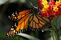 Coyote Hills Regional Park - Monarch Butterfly