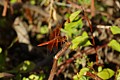 Red-veined Meadowhawk (<i>Sympetrum madidum</i>)