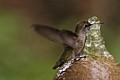 Hummingbird Bathing
