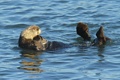 California Sea Otters - January 4, 2013