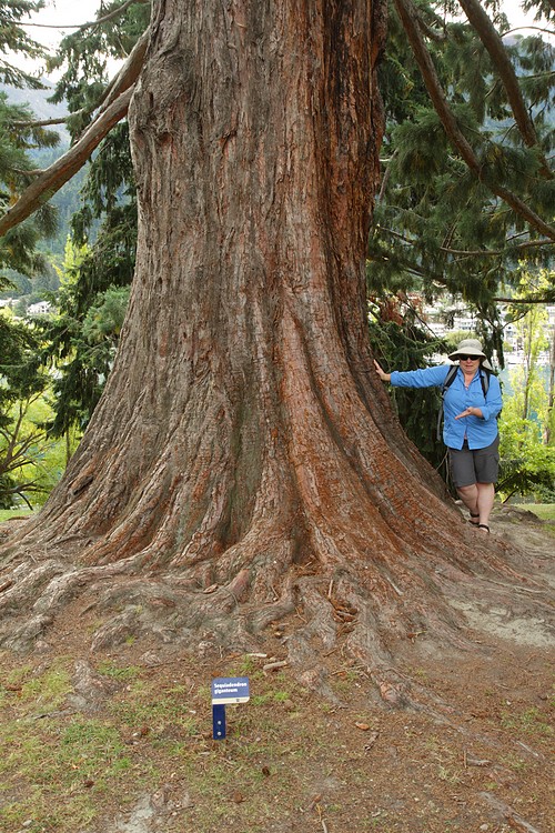 Giant Sequoia in the Queenstown Botanical Garden