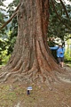 Giant Sequoia in the Queenstown Botanical Garden