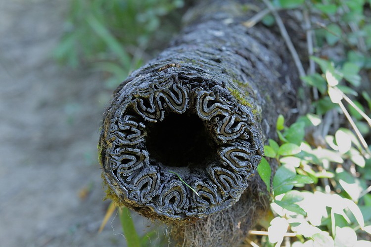 Tree Fern trunk