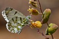 Butterfly on Mountain Jewelflower