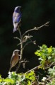 Western Bluebird - male and female