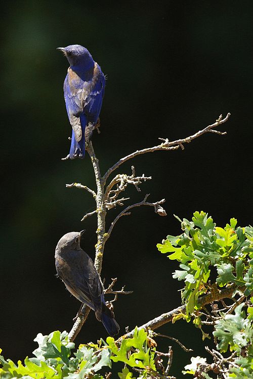 Western Bluebirds - male and female