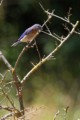Western Bluebirds - male