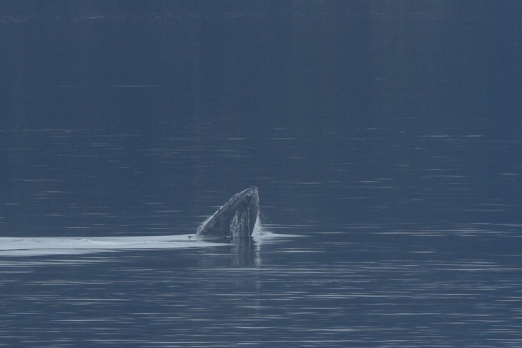 Humpback breaching sequence