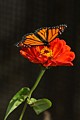 Monarch butterfly on Icelandic poppy