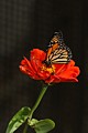 Monarch butterfly on Icelandic poppy